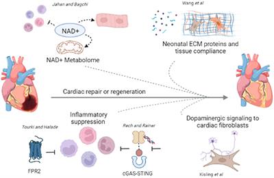 Editorial: Role of Molecular Modulators in Combatting Cardiac Injury and Disease: Prevention, Repair and Regeneration